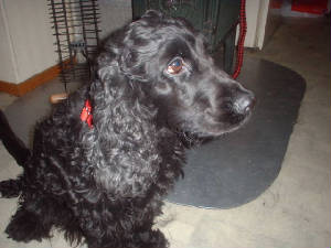 dscf0008.jpg