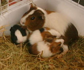 caviafamily3.jpg