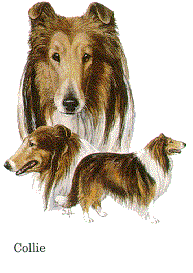 collie.gif