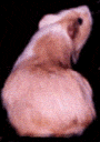 guinea24.gif