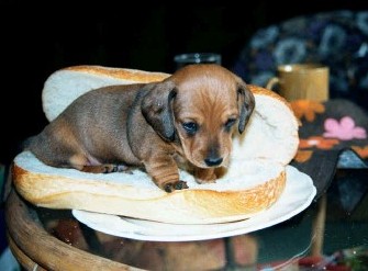 hotdog.jpg