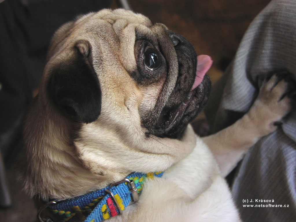 mops1024.jpg