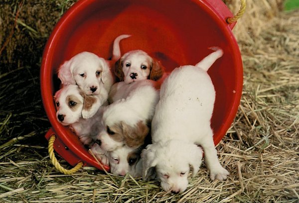 puppies.jpg